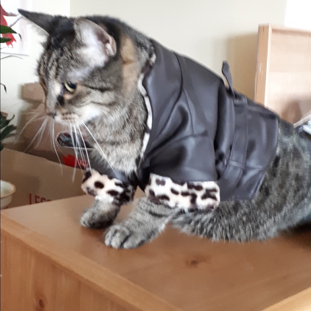 ⚡️host pick!!⚡️Cat coat costume size small or small dog coat